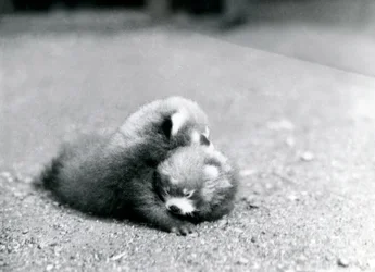 A Pair of Baby Red Pandas at London Zoo, 1919